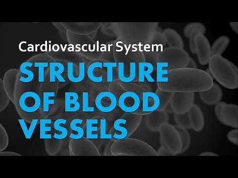 Structure of Blood Vessels | Cardiovascular System 02 | Anatomy & Physiology