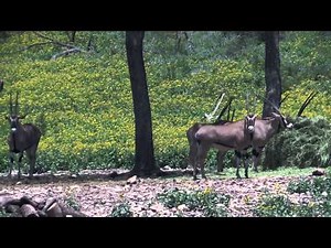 LandsofAmerica.com: 27000 acres in Texas