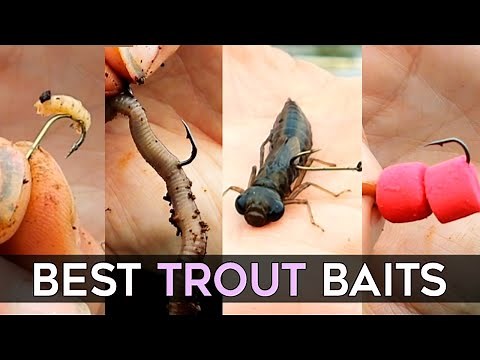 BEST BAITS for TROUT fishing & How to rig them for Success