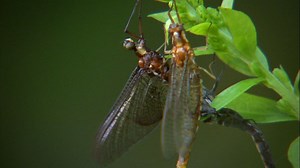 As a mayfly larvae emerges out of its shell, this will be the most important—and only—day of its adult life. | National Geographic
