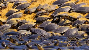 Turtles 🐢 Life Cycle, Wild Animal Hindi, #documentary #wildanimals #wildlife #hindi | Wild Animals Hindi