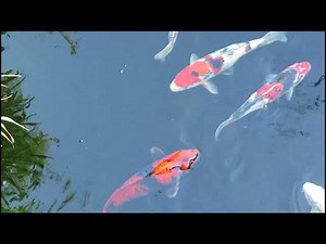 How to Clean Your Koi Fish Pond: A Complete Guide