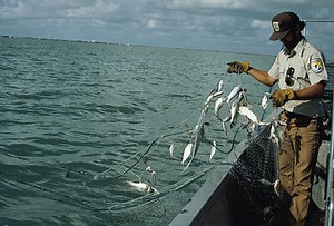 Why do fishermen use gill nets? [2025] | QAQooking.wiki