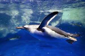 10 Key Facts About Gentoo Penguins