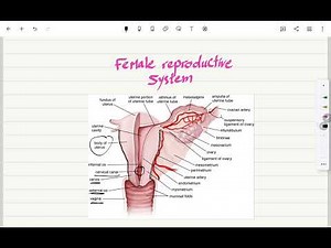 What's Inside a WOMAN'S Body? Female Reproductive System Anatomy