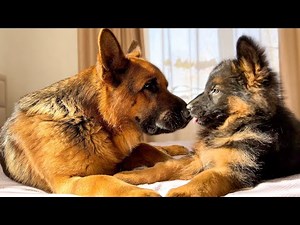 German Shepherd and German Shepherd Puppy are Cutest Friends
