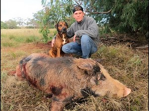 Pig Hunting In NSW Australia