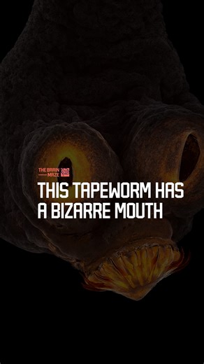 This Tapeworm Has a Bizarre Mouth - How does a pork tapeworm—with its bizarre, gripping mouth—turn into a silent invader, and what hidden risks does undercooked meat pose to human health? #fblifestyle | The Brain Maze