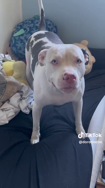 Funny Pitbull Dog Sneeze Compilation