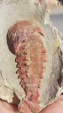 Unearth the Past: Stunning Trilobite Fossils from Morocco! 🦖✨ #FossilHunting #Paleontology