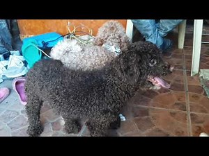 how to Assist small dogs in Mating Watch and Learn. POOdle and ShitZU