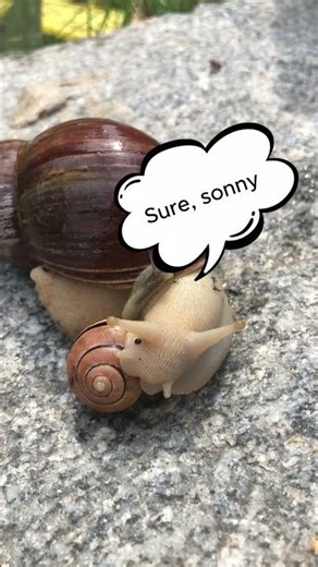 Mom, Can You Help Me?" 🐌 Baby Snail Climbs on Mom's Shell