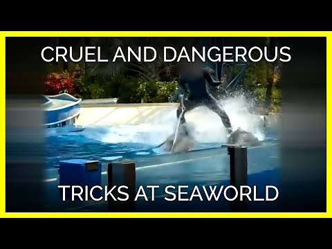 Dolphins Forced To Perform Cruel and Dangerous Tricks at SeaWorld