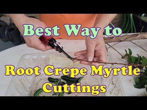Best way to Propagate Crape Myrtles from Cuttings, how to root Crepe Myrtle cuttings?