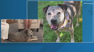 Meet Montana, a dog available to adopt from the Central Texas SPCA | Pet of the Week