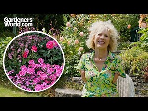 Best PINK FLOWERS for every garden | Sue Kent picks her favourite pink blooms