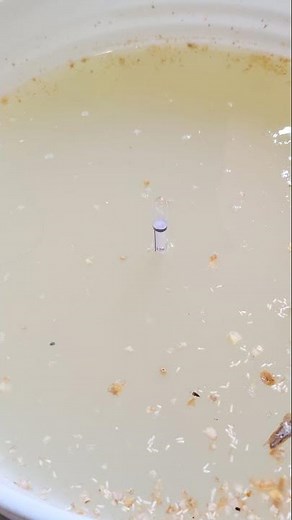 How To Tell Your Mash Is Ready