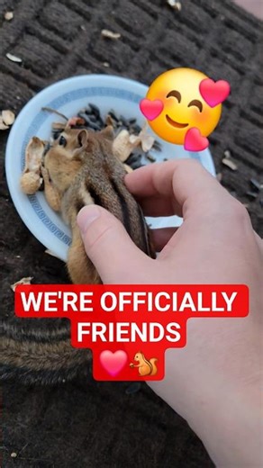 Petting a Wild Chipmunk for the First Time While It Eats Seeds – So Cute! 🐿✨️