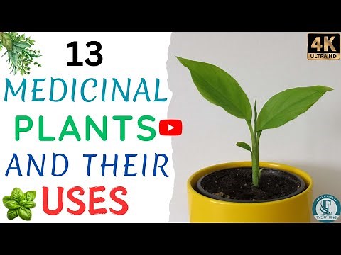 Top 13 Medicinal Plants and Their Uses | Everything About Plants. 🌿