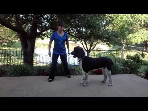 Lesson 1: Tai Chi Walking Yang Style, Yang Parting Wild Horses Mane