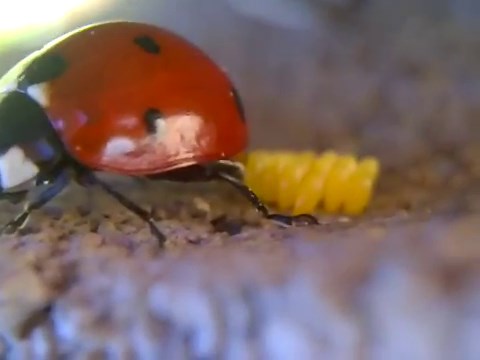 The 101 Guide to Ladybugs, Varieties, Habitat, Diet, Anatomy and More