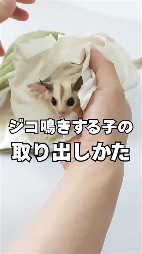 Lecture on how to remove a flying squirrel that makes a croaking noise