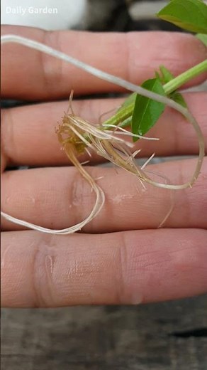 Basil how to grow | How to grow basil indoors from cuttings