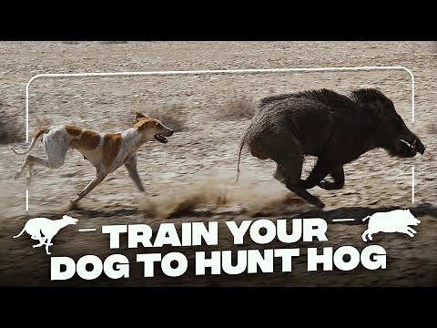 How To Train Your Dog To Hog Hunt