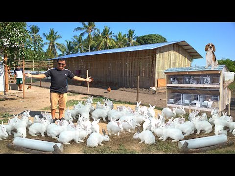 RABBIT FARMING│The modern method of breeding & raising rabbits on ground