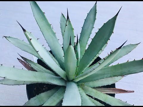Agave Care Tips And My Agave Collection