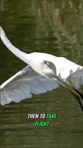 Capture Breathtaking Bird Photography with the New Nikon Z8 Auto-Capture Feature