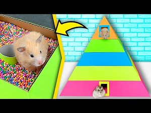 Hamsters in 5-Level Pyramid Maze | Rainbow maze for hamsters