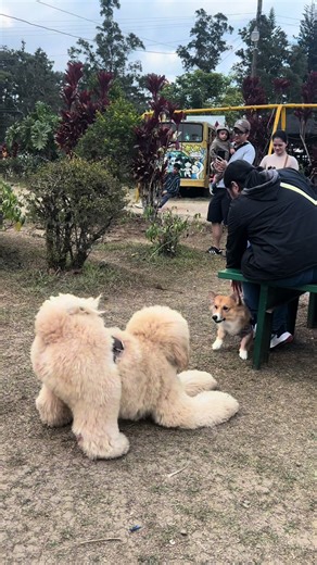 Mylo the Playful Giant Standard Poodle: A Fun and Cute Dog Video
