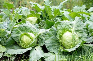 Will Cabbage Regrow After Harvest?