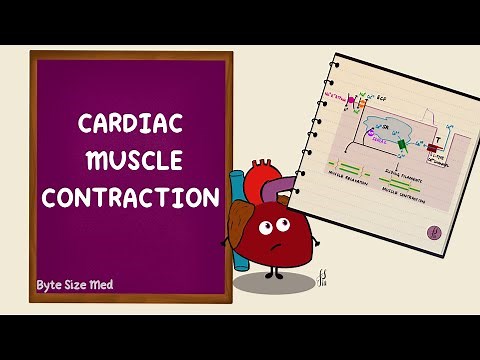 Cardiac Muscle Contraction | Excitation Contraction Coupling | Cardiac Physiology