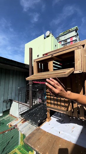 Mini Loft Design for Pigeon - Easy DIY Guide