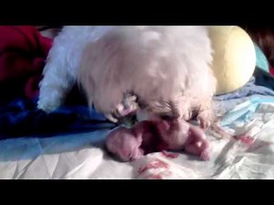 birth of Maltese puppies