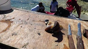 15K views · 110 reactions | If you've never taken a conch out of it's shell... Well there's a major step to start with. | Eleuthera, Bahamas | Facebook