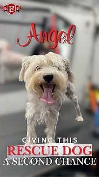 Rescue Dog Transformation | Miami Groomer Gives Angel a Fresh Start ✂️🐾