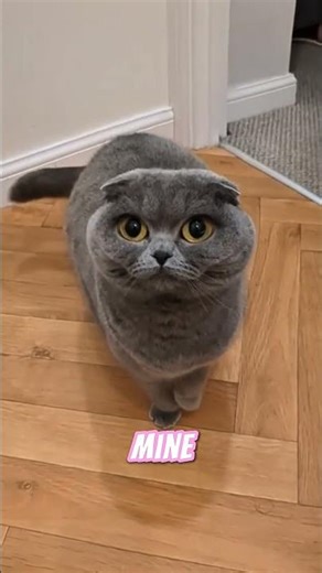 How Cats Really See Humans 😼 | The Truth About How Your Cat Sees You #eyemovements #shorts #animal