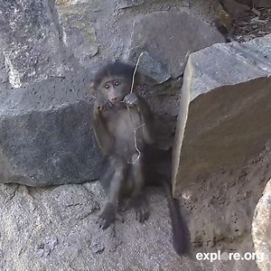 38K views · 2.1K reactions | Baboons are born with a strong gripping ability, a trait that helps them cling to mom when they need to. | explore.org | Facebook