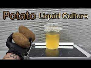 How to Grow Mushroom Mycelium with Potatoes