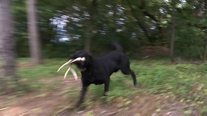 16K views · 430 reactions | Shed training tip | SportingDog Adventures | Facebook