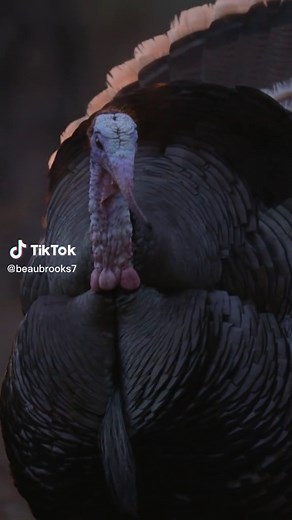 Turkey Calling Tutorial and Tips