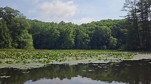 48K views · 650 reactions | A little lily pad update video. After the dam project finished in late 2023 we weren't sure how the lake's iconic blooms would recover. Now nearly 2 years later much of the pink fragrant water lilies have been replaced with spatterdock (another native water-lily). There is still plenty of pink though and a small watercraft could meander through them following the channel like a watery trail! | Lake Hope State Park | Facebook