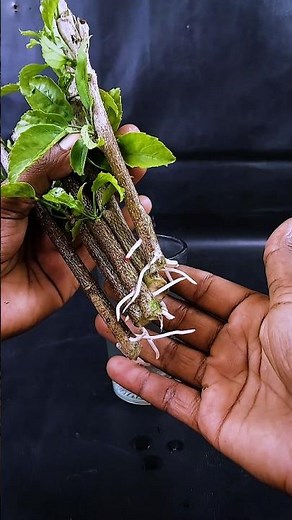 How to grow hibiscus plant from stems || Step by step guide line in this video || #reels #share