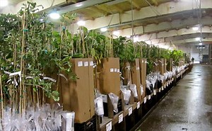 An EZ Start® to Growing Trees