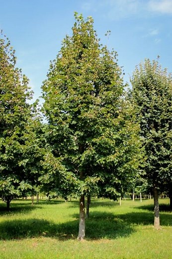 Redmond Linden - Plant Guide