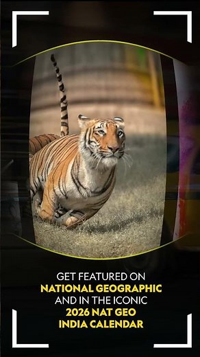 Capture In Motion | National Geographic