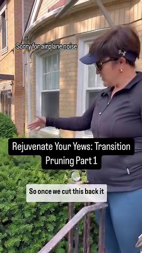 It’s a good idea to rejuvenation, prune your overgrown yew shrubs because they are expensive to replace and they grow very slowly. It’s a good idea to have some evergreen in front of your house for winter interest and a beautiful neutral backdrop for other plants. So we are going to keep this new homeowners existing shrubs, but we are going to prune them back slowly over three years. Yews have latent buds on them, and that means that when sunlight hits the brown stems on the center of the plant 
